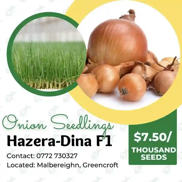 Hazera-Dina F1 seedlings