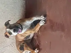 11 months female pitbull puppy 