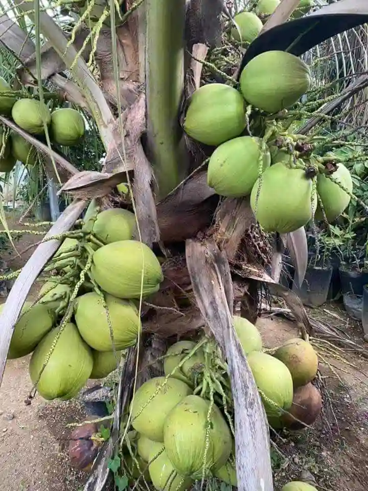 Green fresh coconut 