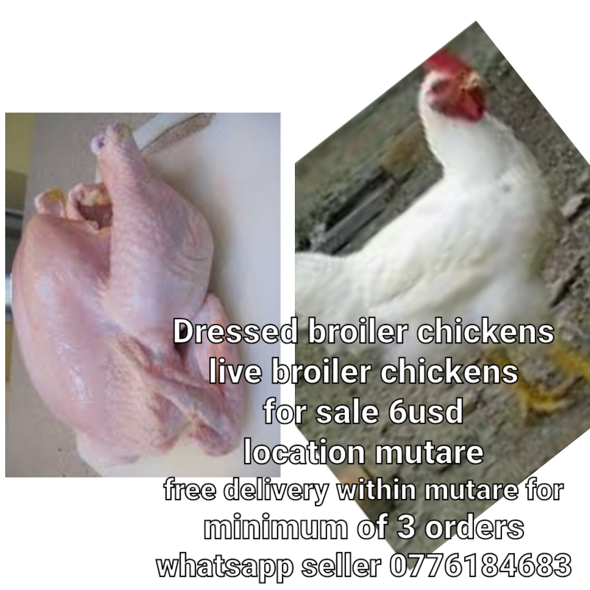 Live and dressed broiler chicken