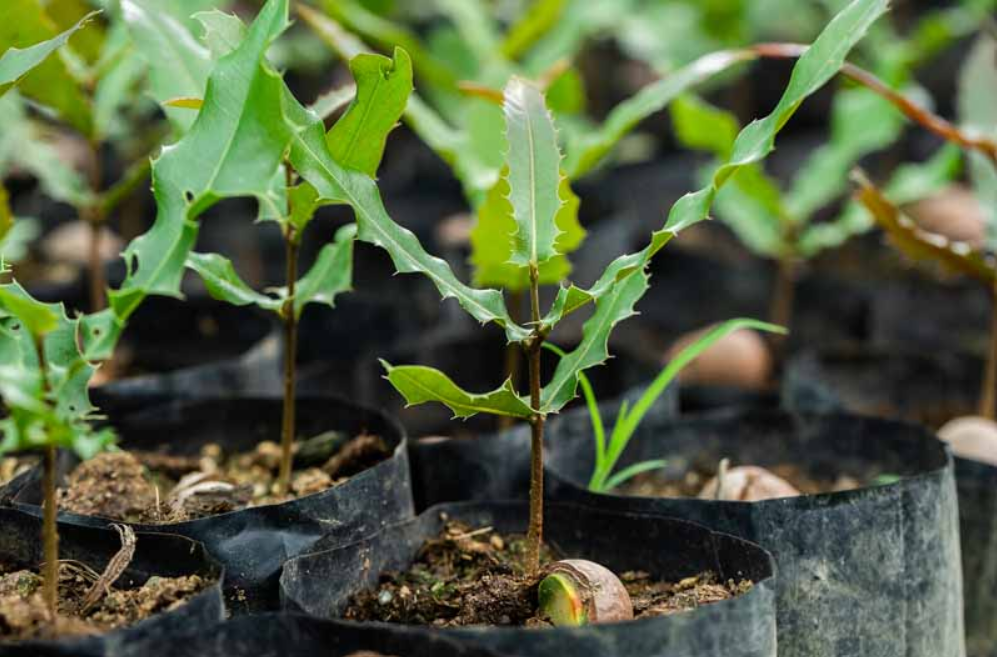 Macadamia seedlings