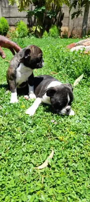 Boston Terrier puppies ready for new homes
