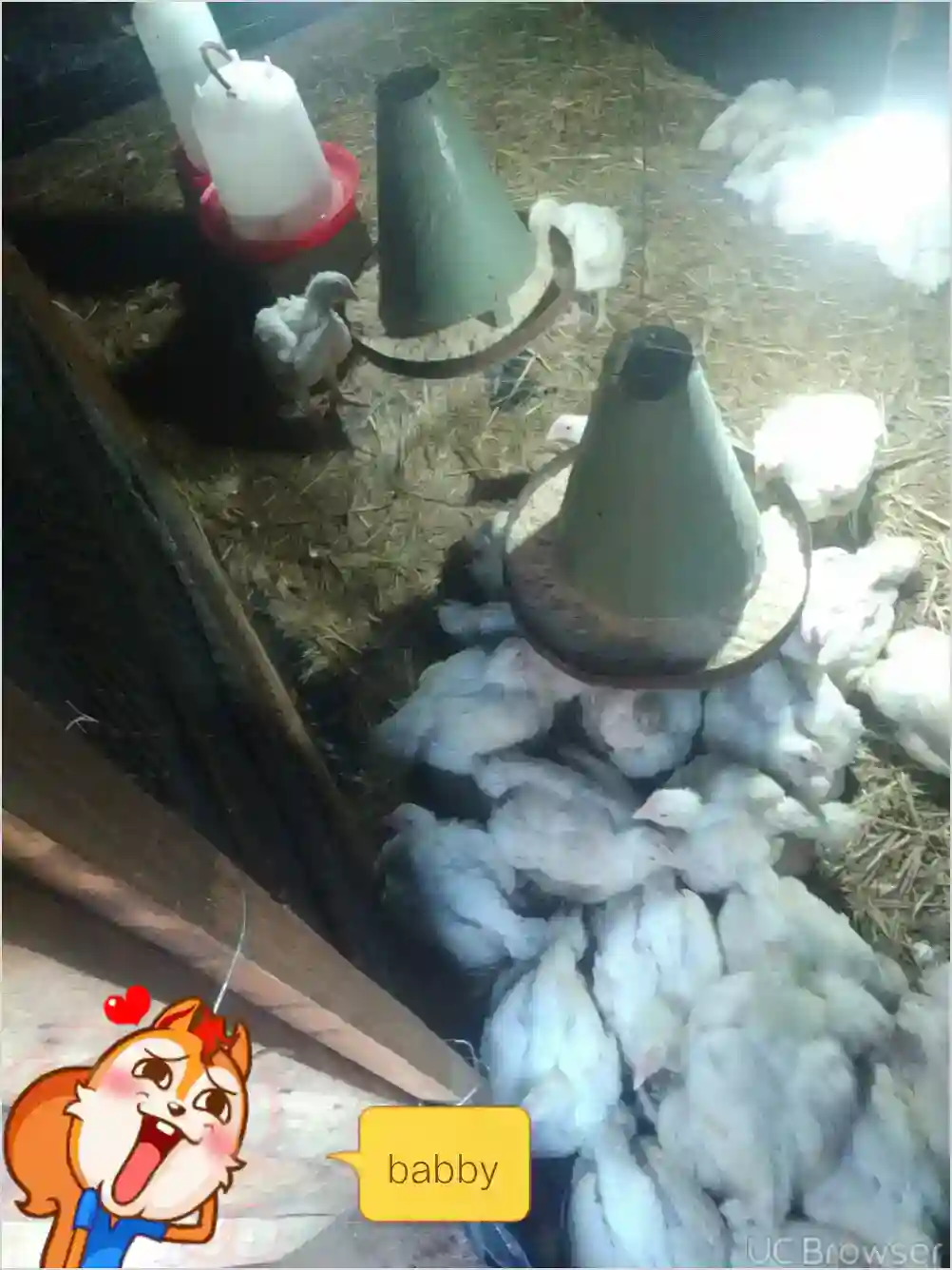 Broiler Chickens