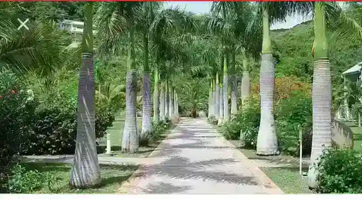 Cuban Royal Palm Trees,🌴
