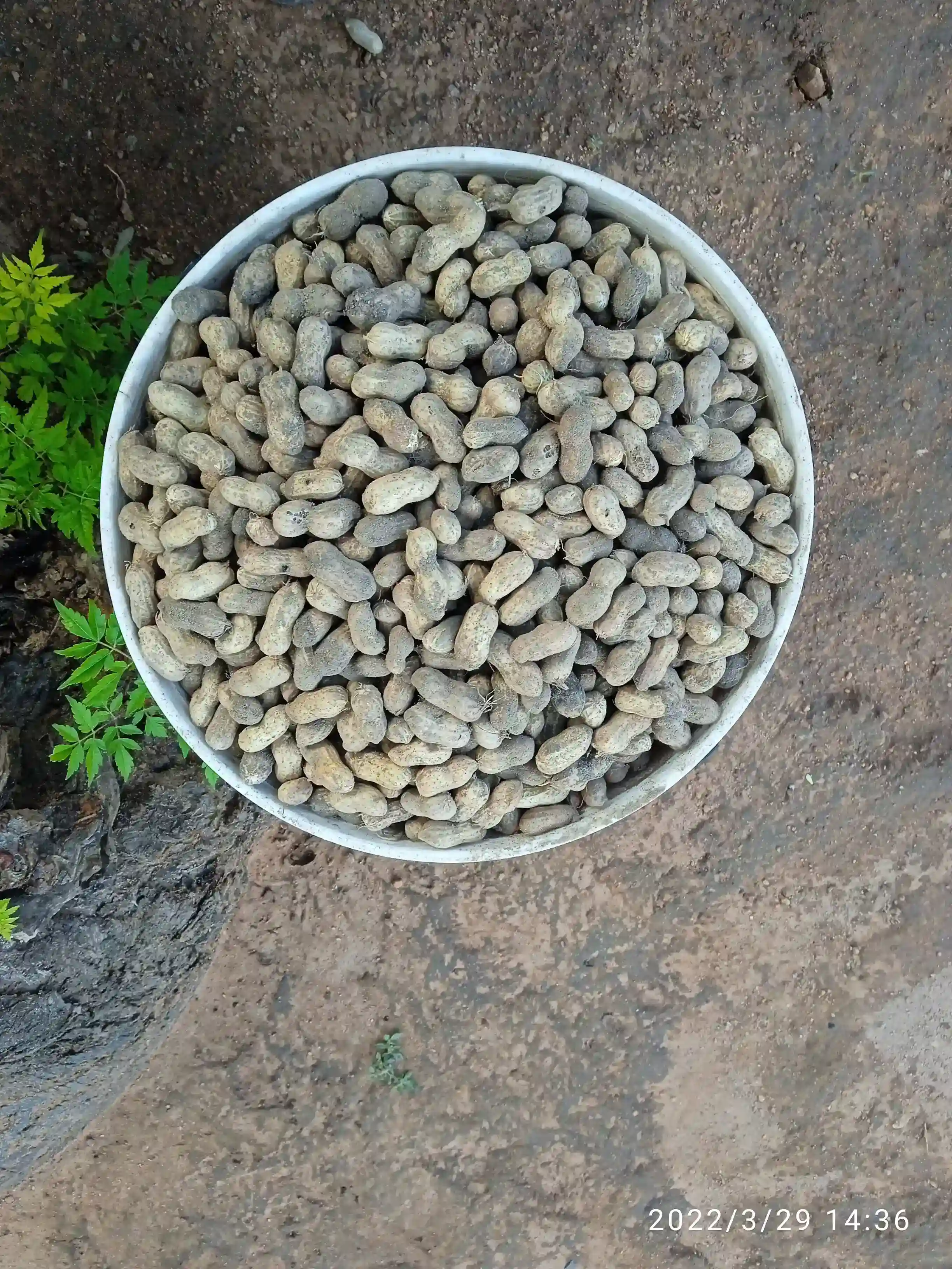 Ground Nuts