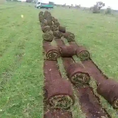 kikuyu instant lawn