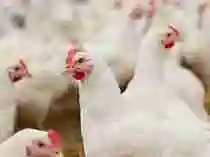 Live chicken