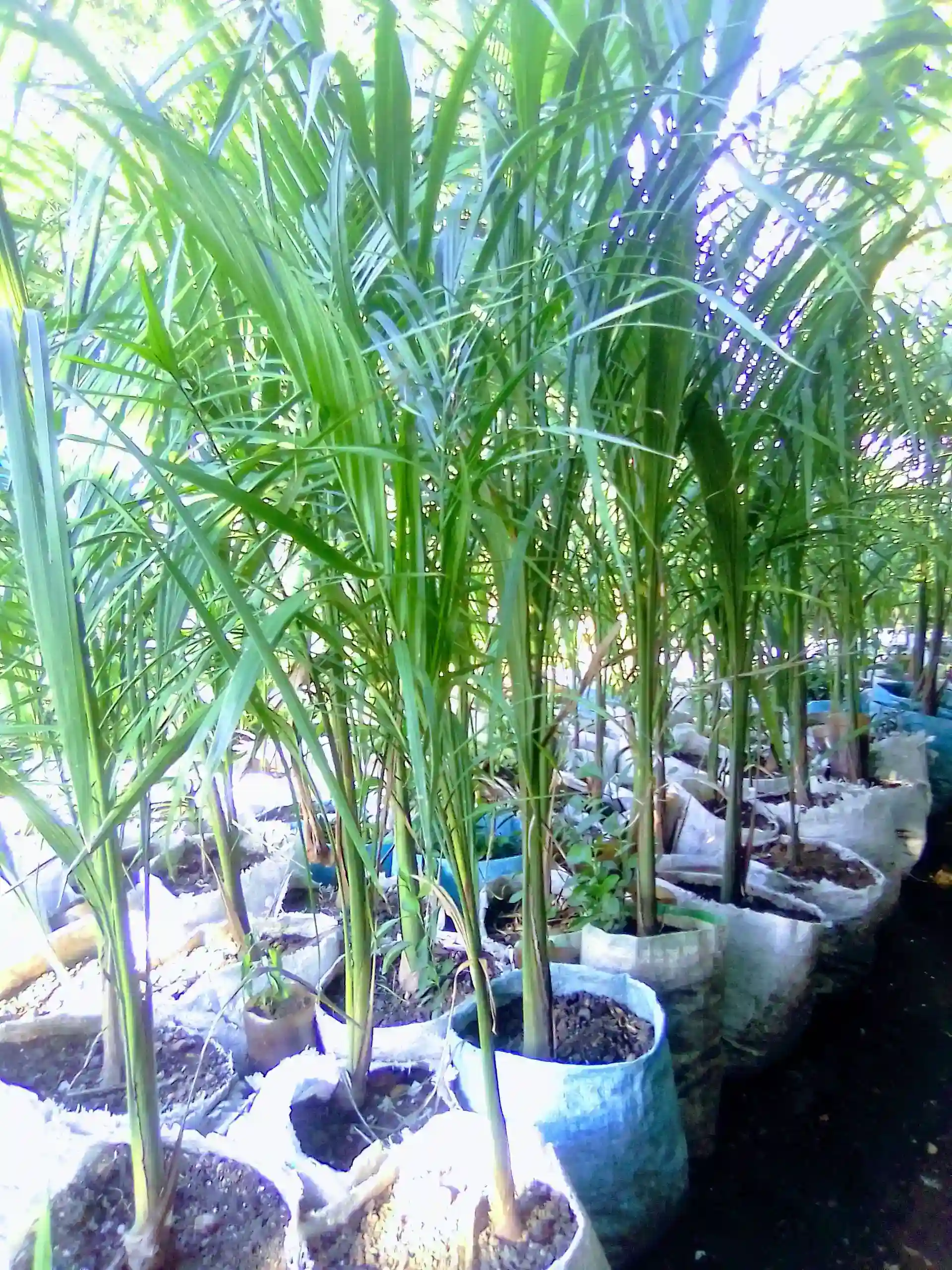 medium sized palms trees 🆙 for sale