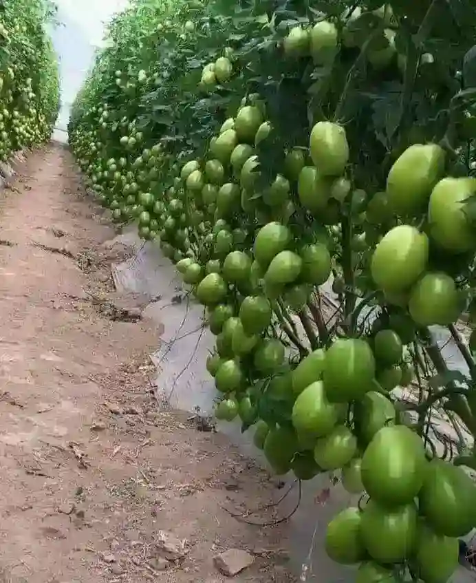 Free online Tomato Production Training