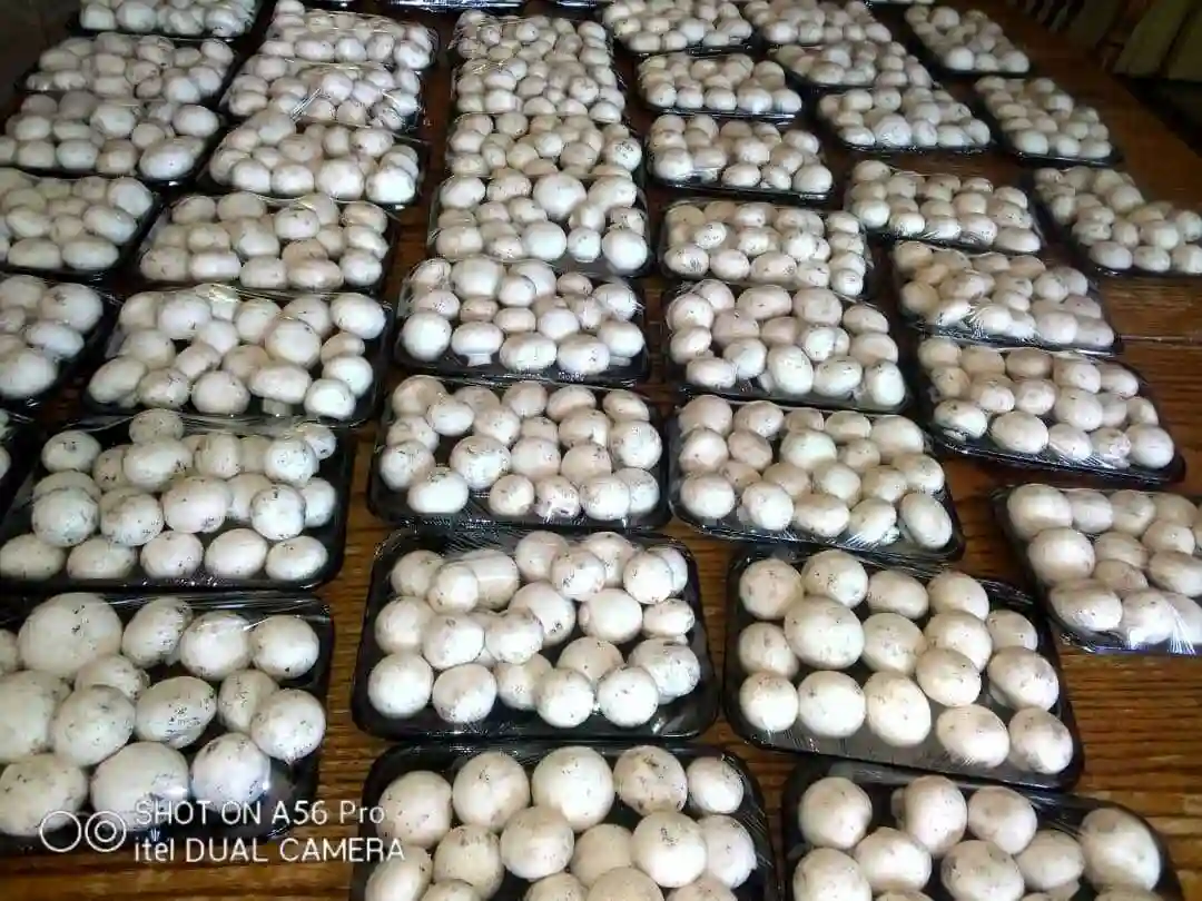 Mushroom