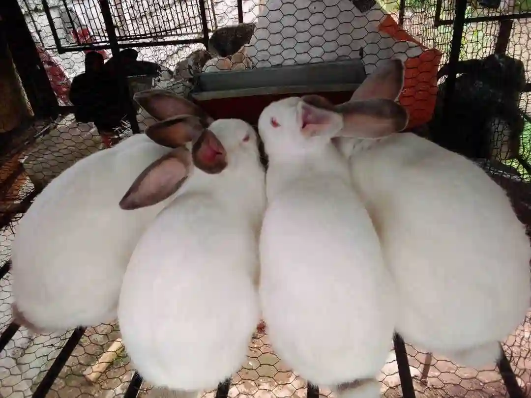 Rabbits Live and Dressed Meat 