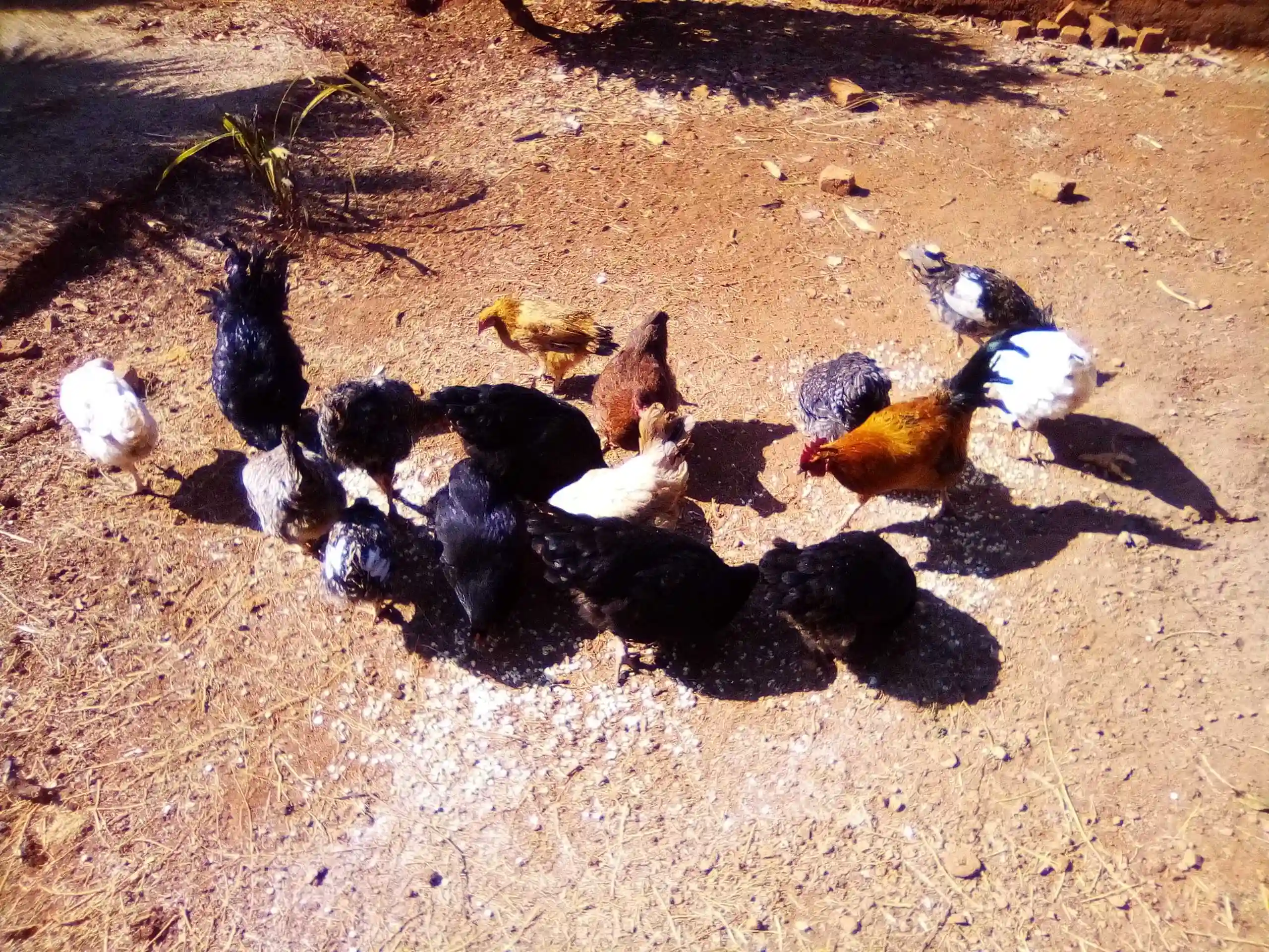 Roadrunner Chickens 