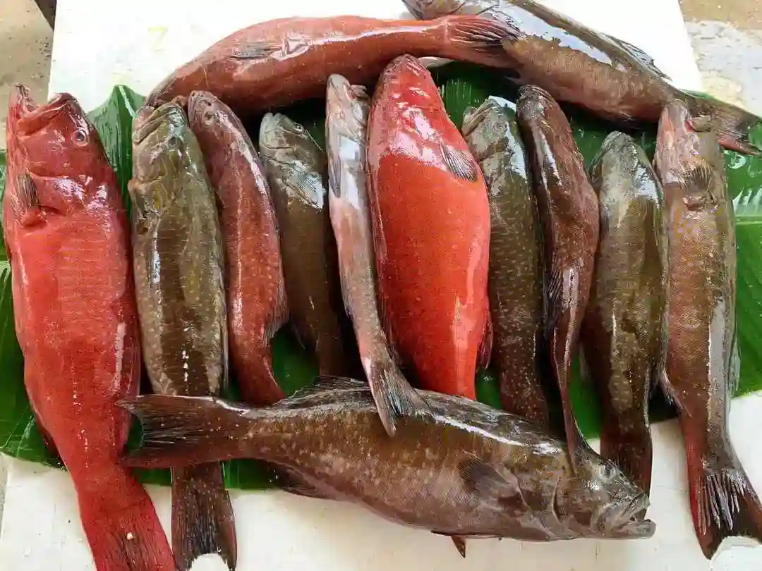 Seafood fish