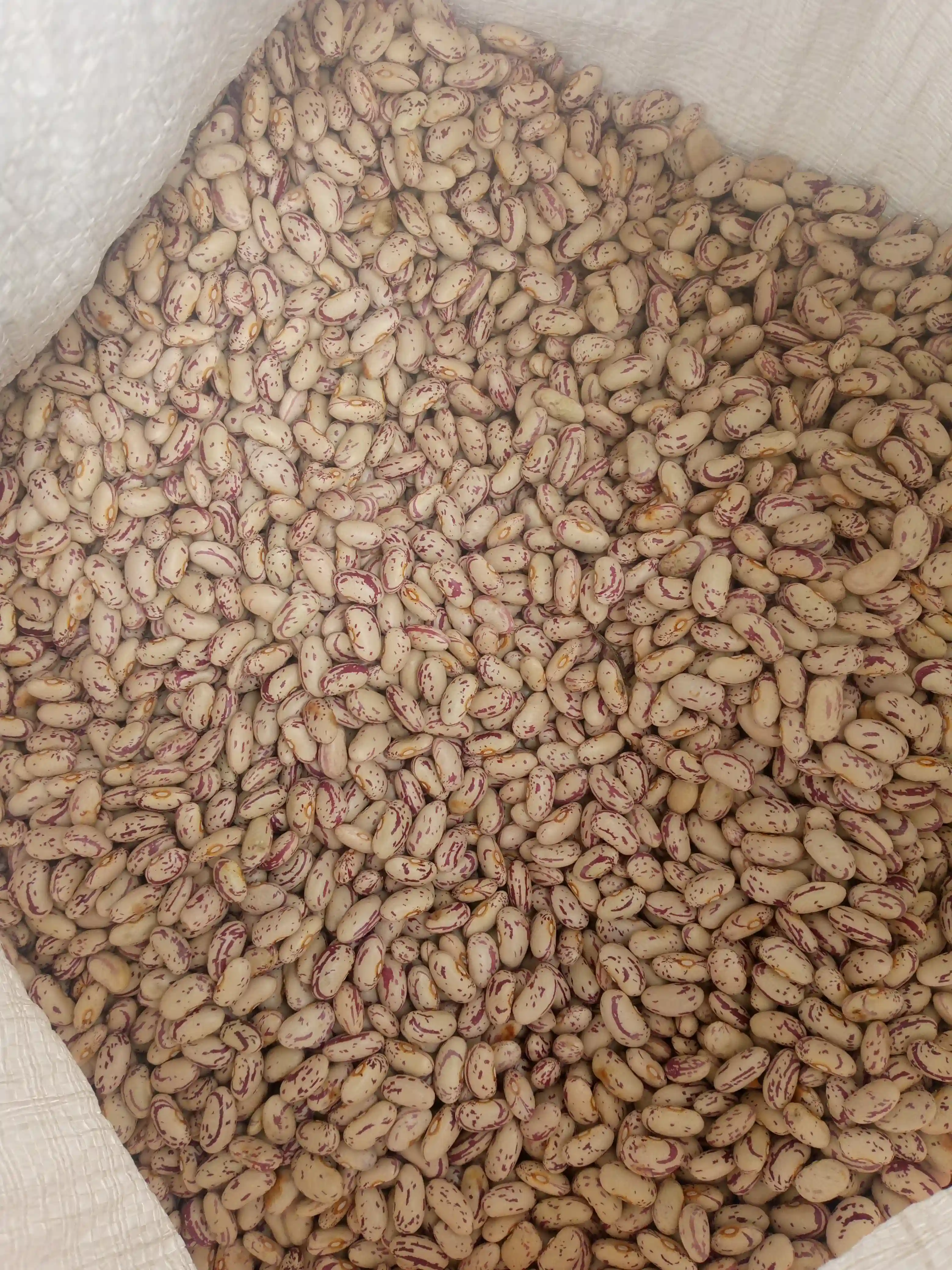 Sugar Beans