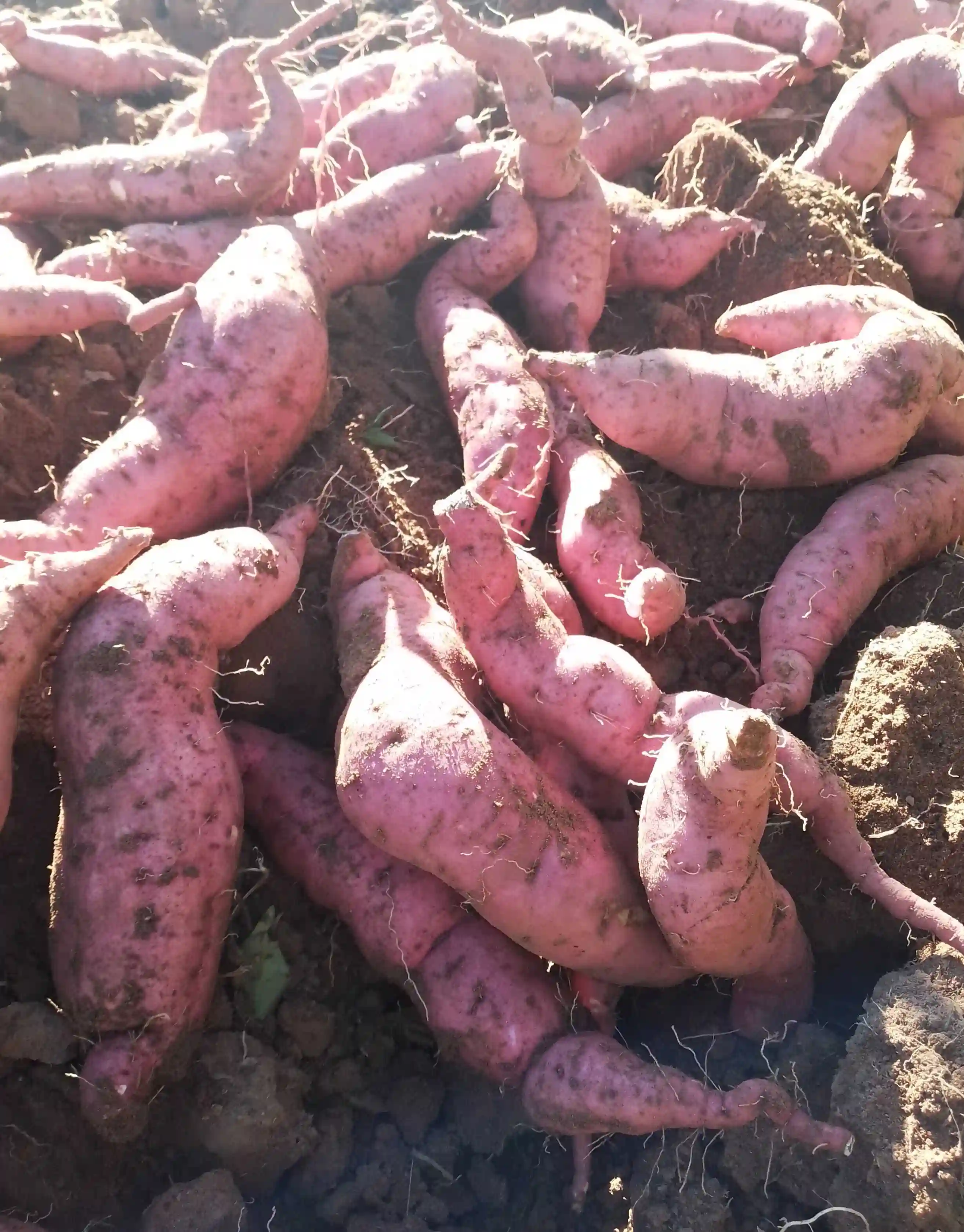 Sweet Potato (Mbambaira)