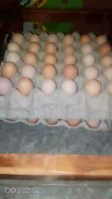 Road runner eggs