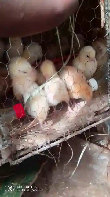 Roadrunner chicks