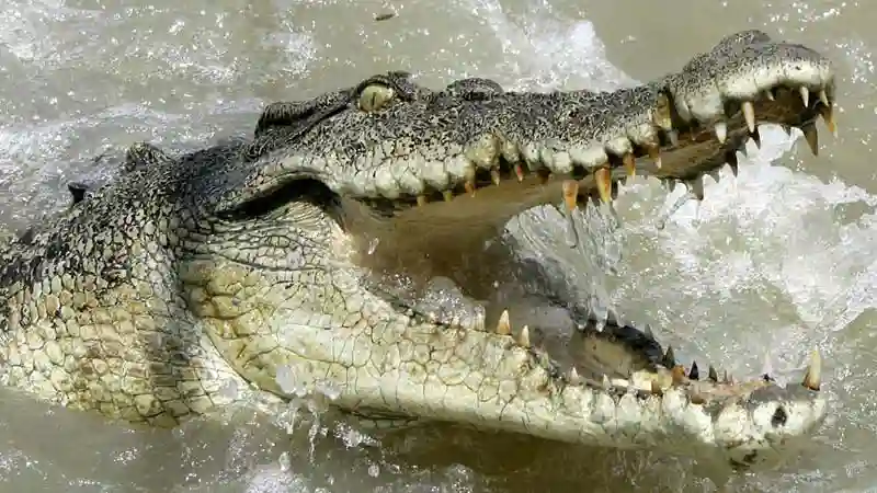 11 Year Old Girl Fights Huge Crocodile To Save Her Friend - Report