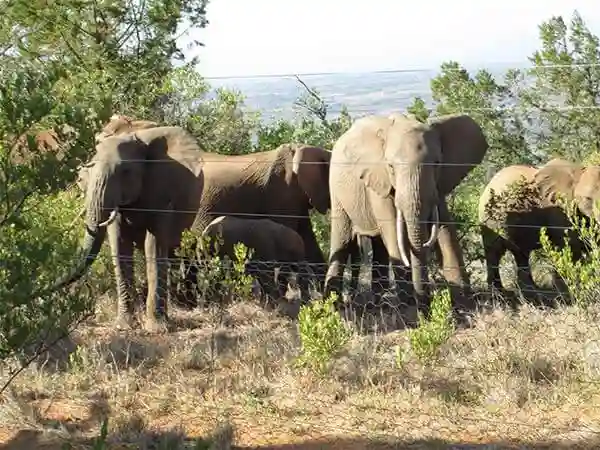 13 Stray Elephants Strike Fear In Shurugwi