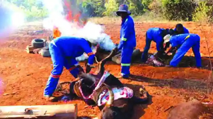 14 Cattle Shot Dead To Quell Spread Of Foot 'n' Mouth