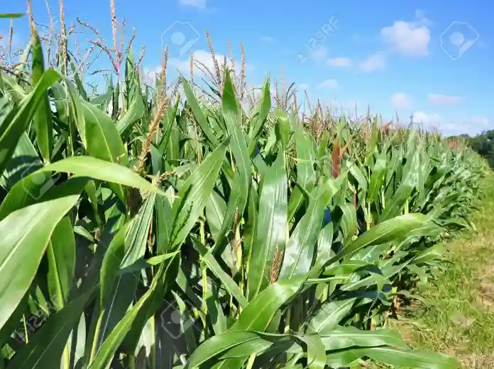 2018/19 Maize Output Set To Reach 900 000 Tonnes