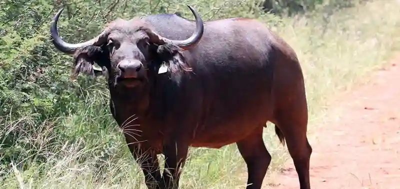 25-Year-Old Man Killed By Buffalo Along Save River