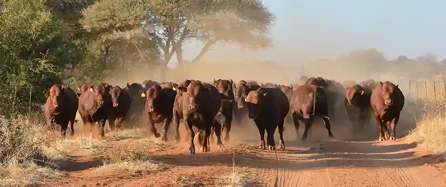 271 Cattle Die On VP Mohadi's Farm