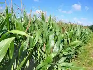 30 Percent Of Maize Crop Written Off