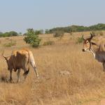 95 Cattle Worth US$60 000 Stolen From CSC Farm