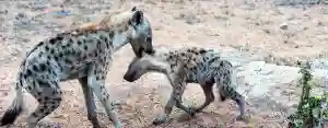A Clan Of Hyenas Attacks Zaka Family