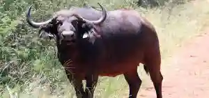 A Herd Of Over 100 Buffalos Terrorise Bulilima Villagers