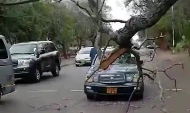 Ageing Jacaranda Tree Falls In Front Of Moving Car