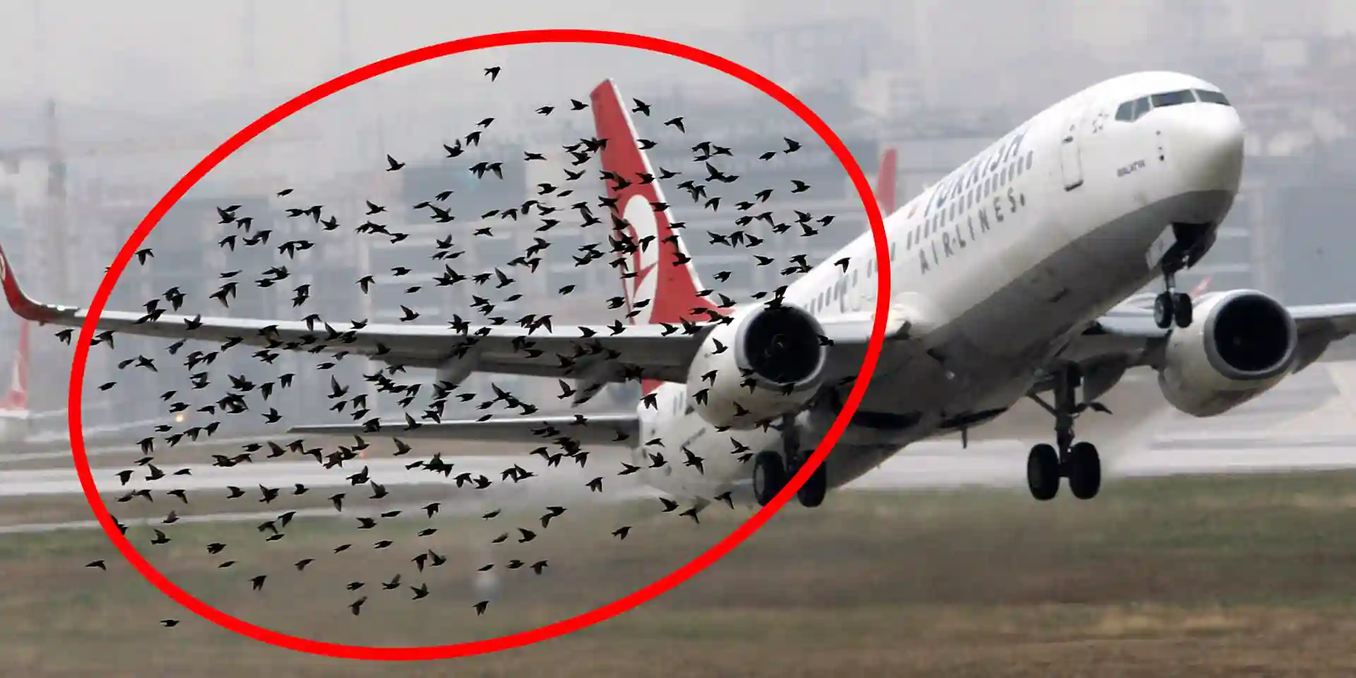 Air Zim Passengers Shaken After Birds Hit Engine - New Details Emerge