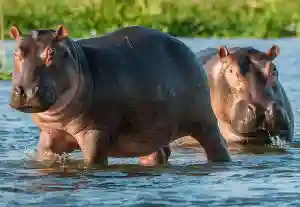 American Tourist In Hippo Attack On The Zambezi River, Rushed To Hospital With Leg Injury