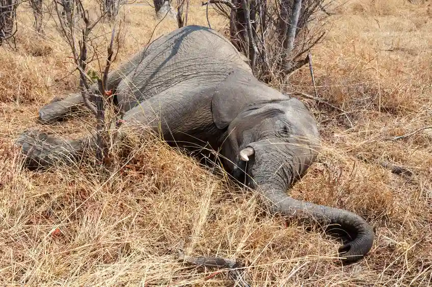 "Animals In Zimbabwe Dying At A Young Age Due To Longer Droughts" - ZIMPARKS