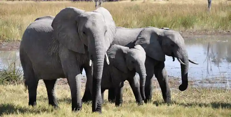 Another German Tourist Trampled By An Elephant