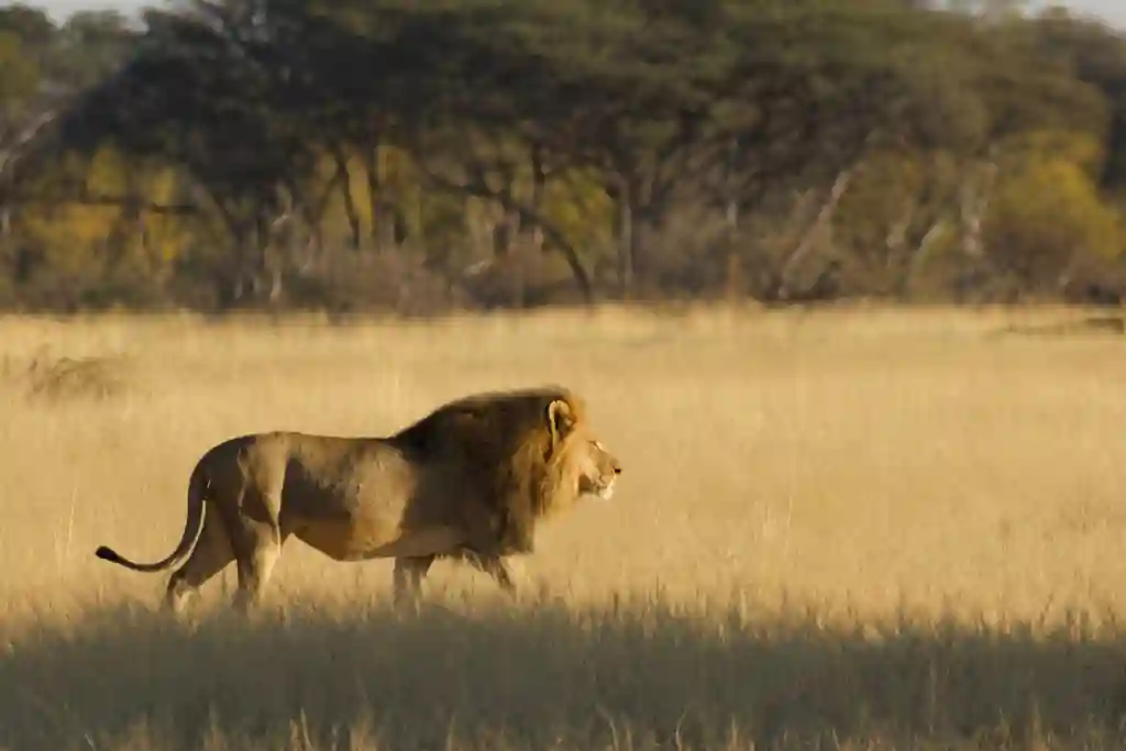 Another Iconic Lion Killed By American Hunter