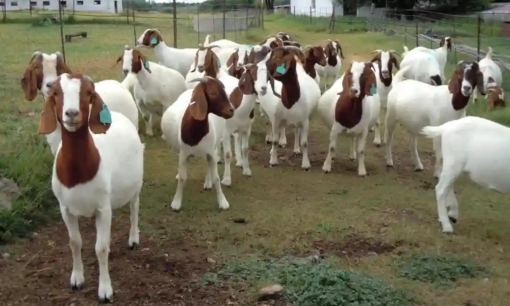 Beitbridge Villager Fined 3 Goats For Speaking To The Media