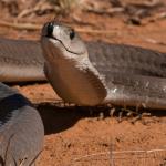 Black Mamba Kills 2 Siblings, Aged 9 And 14