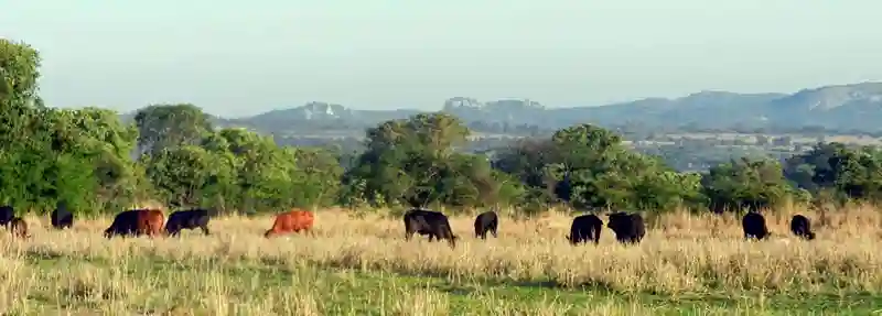 Botswana shoots & burns over 400 stray Zimbabwean cattle