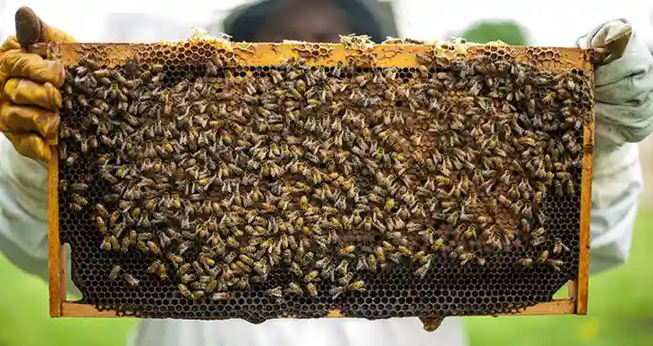 Buhera School Adds Beekeeping To Its New Curriculum