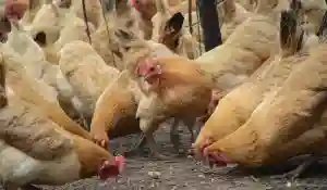 Bulawayo Man Loses More Than 200 Chickens To Thieves