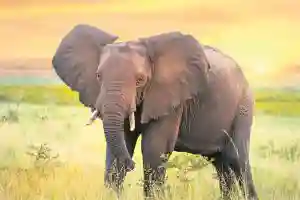 Bull Elephant Kills Tourist Guide