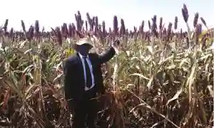 Bumper Harvest For Small Grain Farmers