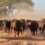 Businessman And Butchery Operator Arrested For Stock Theft