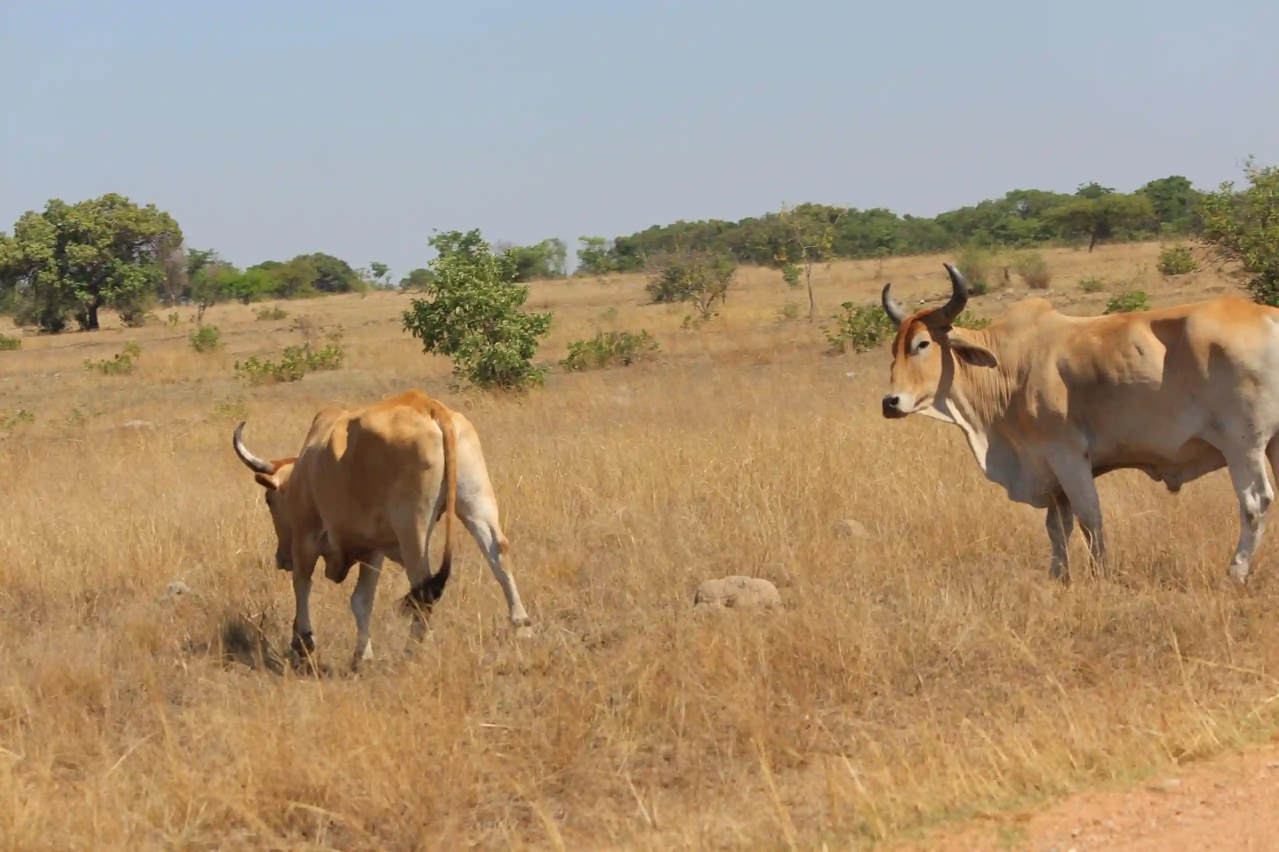 Cattle Rustlers Wreck Havoc In Mashonaland West