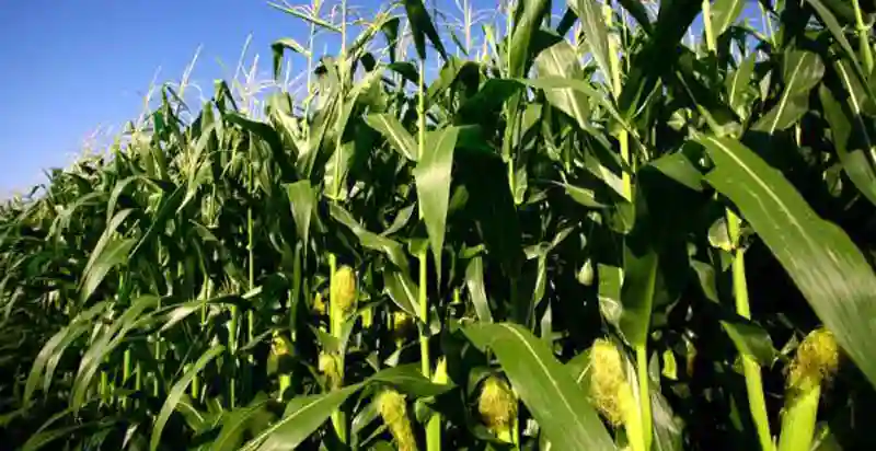 CBZ Seeking To Raise US$80.6M To Finance Maize And Soybean Farming