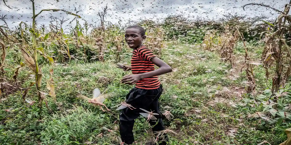 China Deploys "Duck Troops" To Fight Locusts Which Wreaked Havoc Across East Africa