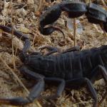 Chiredzi Woman Succumbs To Black Scorpion Venom