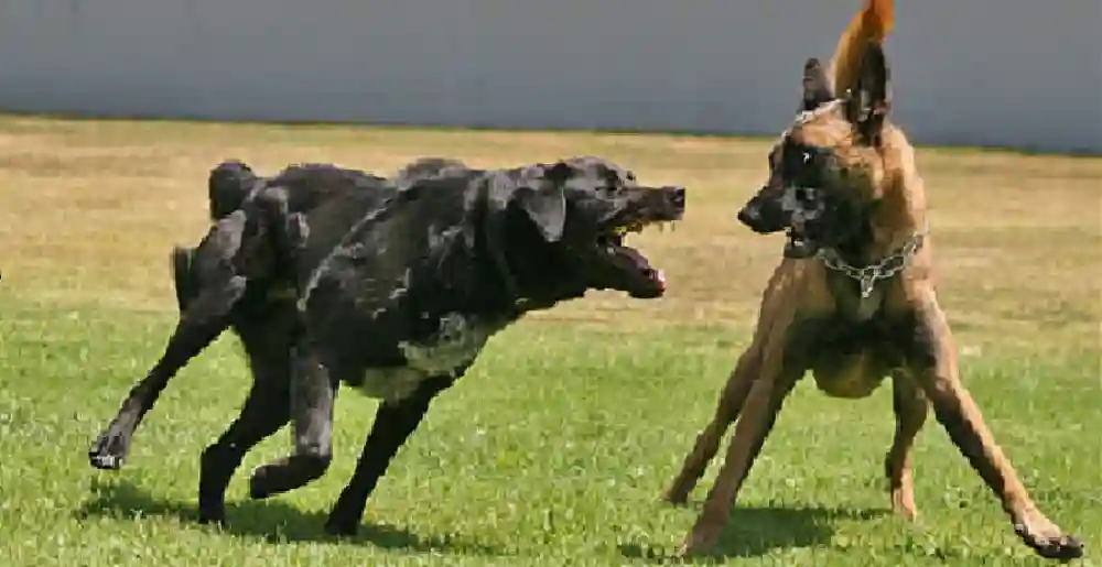 City Of Harare Imposes Ban On Owning Two Dogs In High, Medium-Density Suburbs